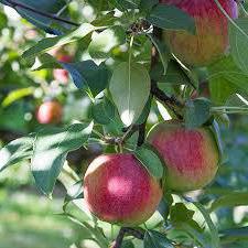 recenze jablečného stromu