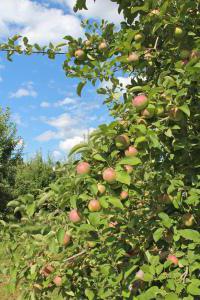 melba jabuka opis stabla