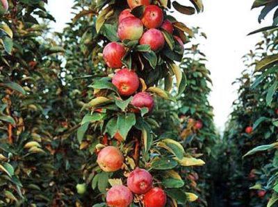 Описание на ябълково дърво Москва Колие Описание
