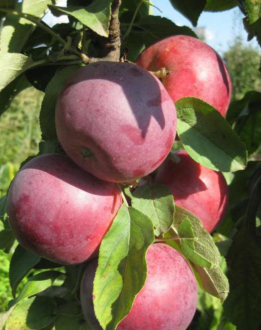 apple tree moscow náhrdelník recenze