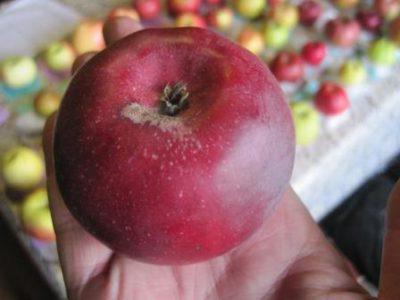 jablko strom moskva náhrdelník fotografie