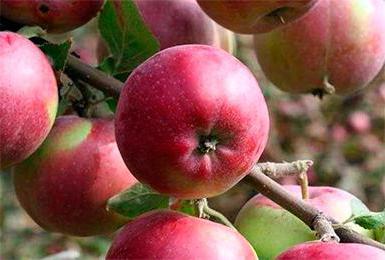 ябълково дърво снимка описание прегледи кацане