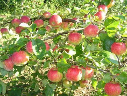 ябълково дърво разнообразие описание снимка ревюта