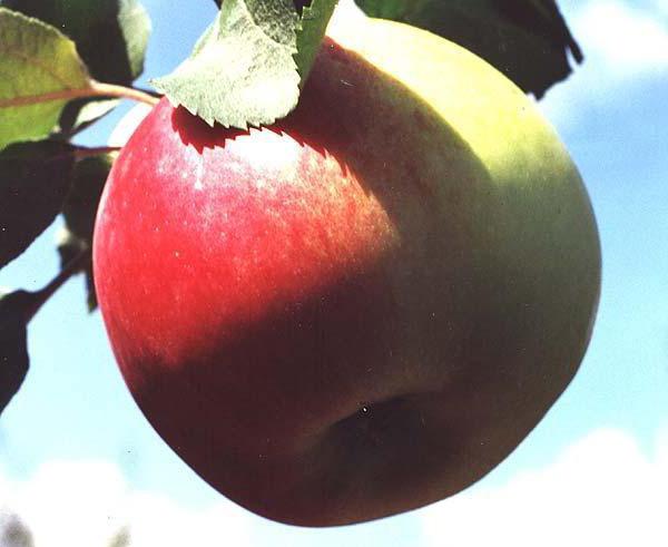 odmiany jabłoni świąteczny opis i pielęgnacja