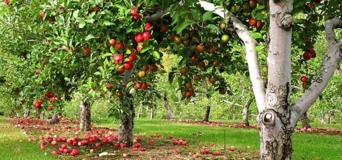 opis wyboru drzewa jabłoni