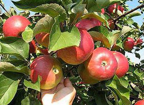 užitak stabla jabuke