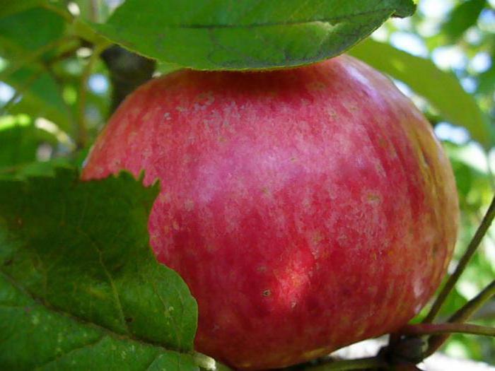 jablko strom potěšení recenze