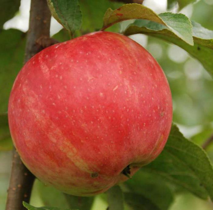 apple tree delight popis fotografie recenze