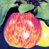 jablečné odrůdy