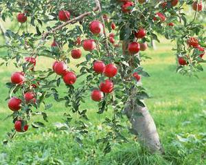 ocjene lungwort jabuka