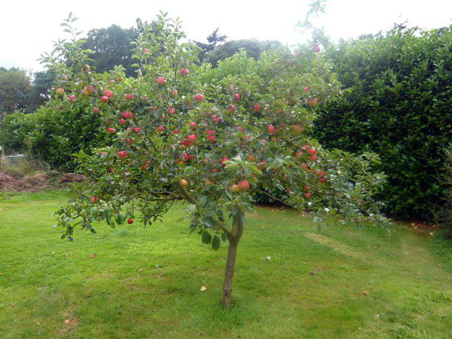 ябълково дърво