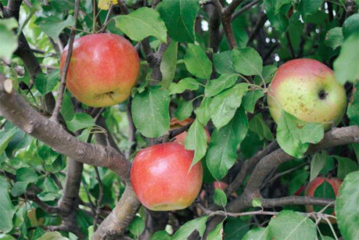 jablko strom nádherné