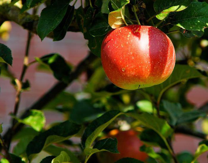 Jaké vitamíny obsahuje jablko?