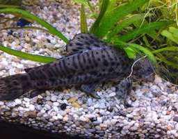 pesce gatto tarakatum