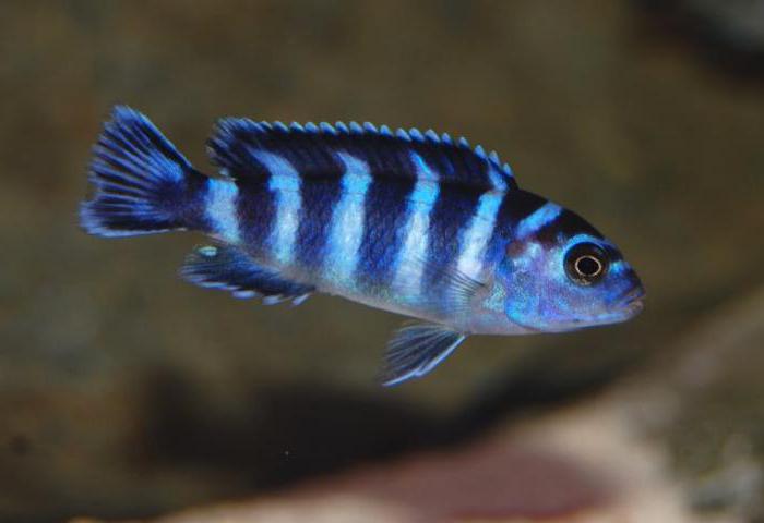 psevdotrofeus demasoni риба