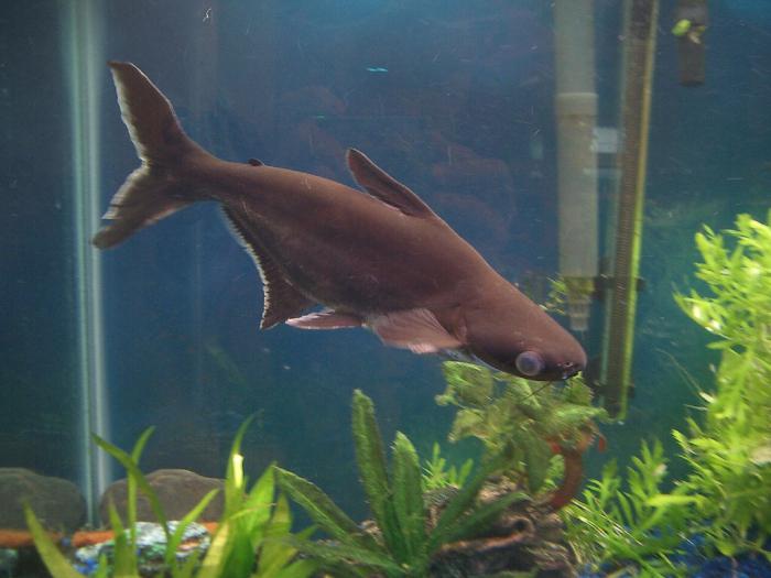 akvarijske ribe morski pes