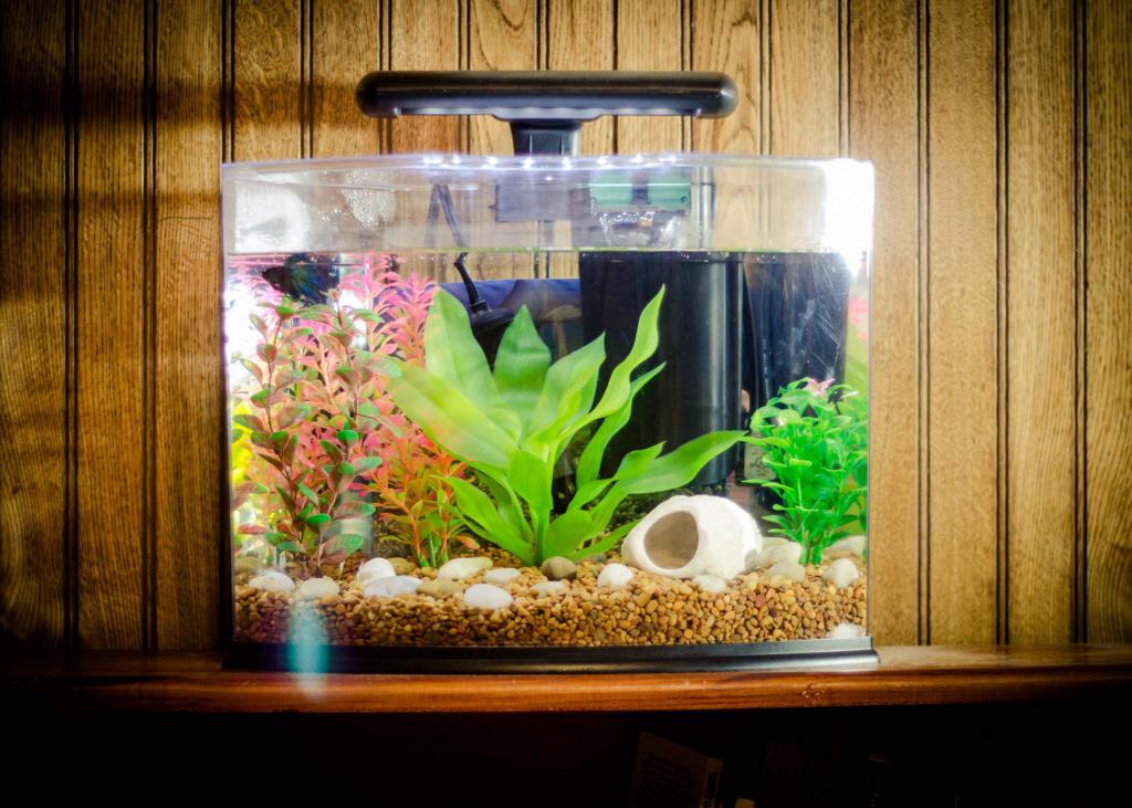 какво трябва да бъде домашен аквариум