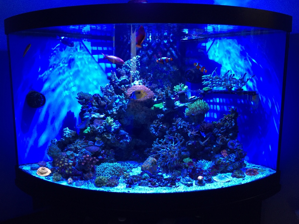 osvětlené úhlové akvárium