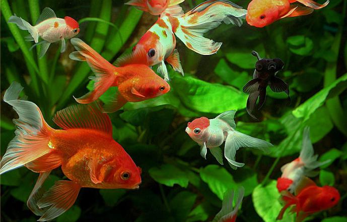 akvarijske zlatne ribice