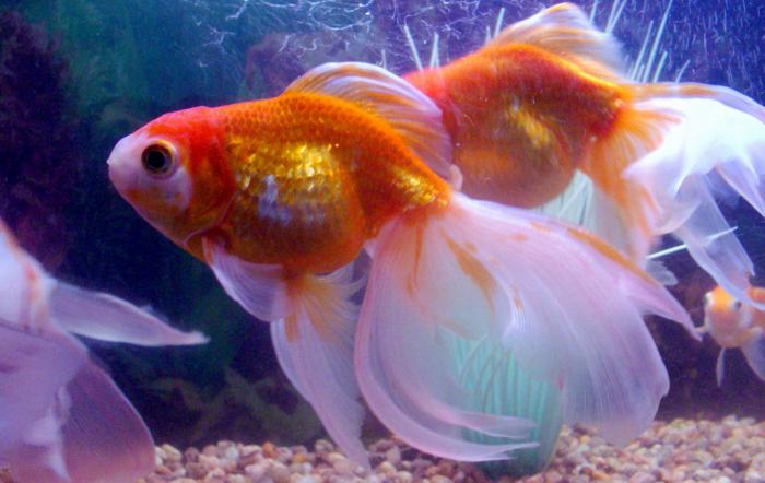 združljivost akvarijskih rib