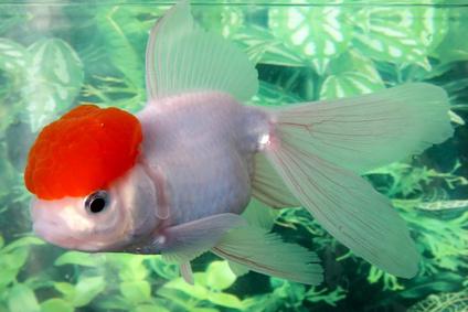 vrste akvarijskih riba