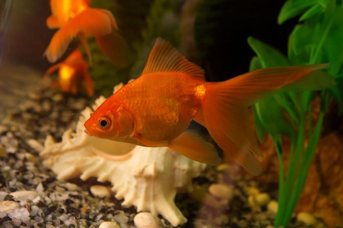 zawartość akwarium goldfish