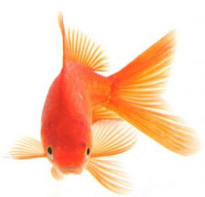 zlatá rybka cena akvária