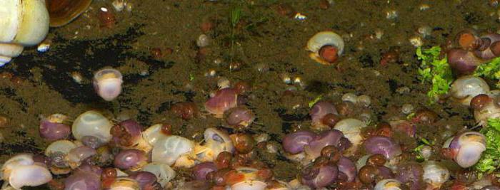 ślimaki akwariowe - hodowla ampouleria