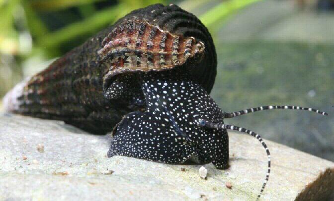 Jakie ślimaki akwarium jedzą