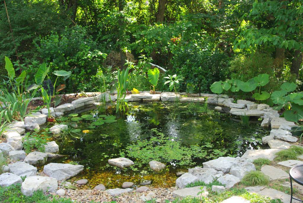 Езерце с водни растения