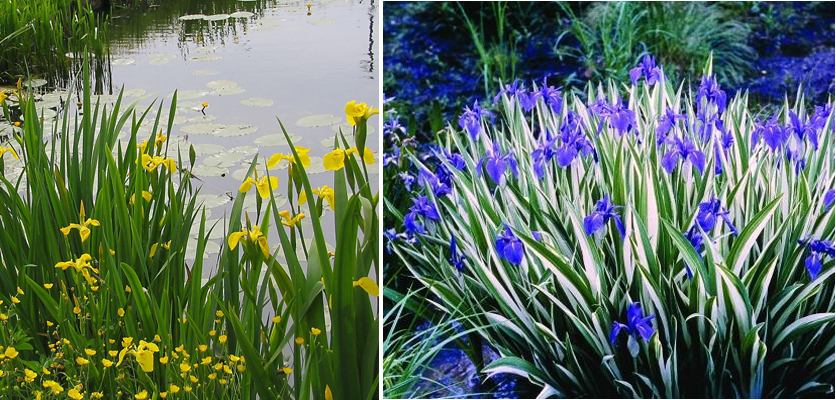 Irisy jsou žluté a modré