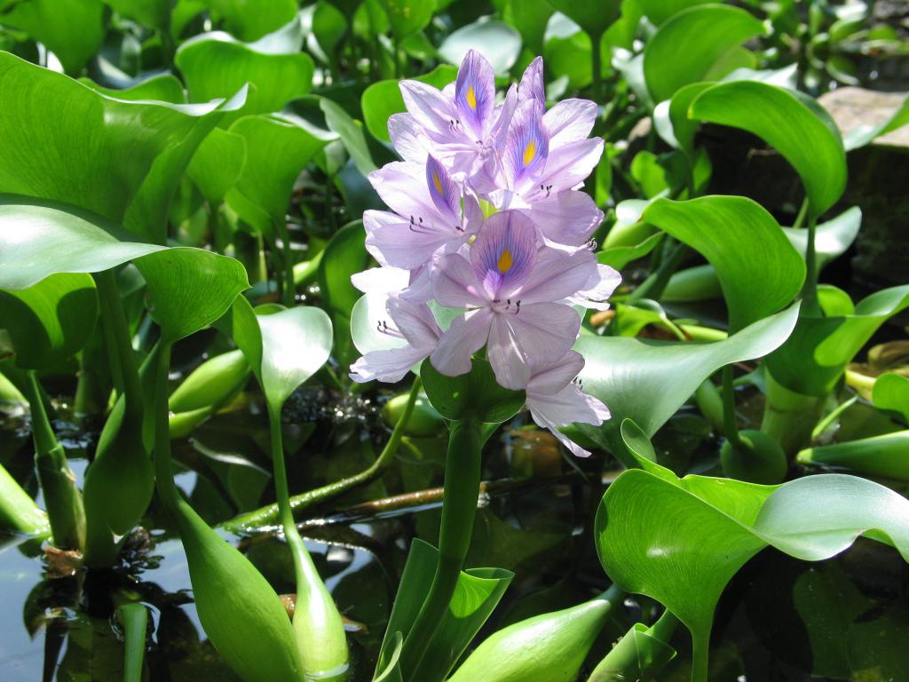 Voda Hyacinth ali Eichornia
