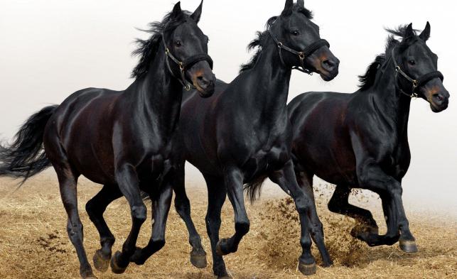арабски коне коне