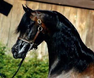 Arabska pasma konj