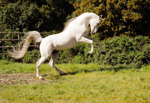 cavallo arabo purosangue