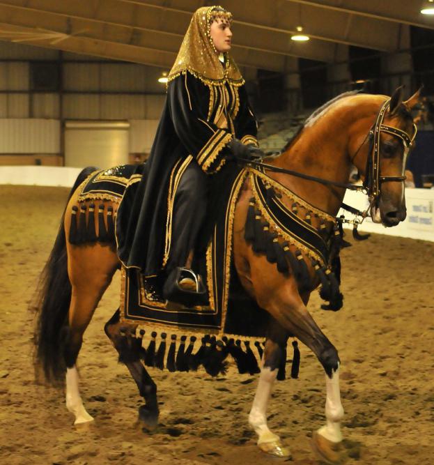 cavallo arabo anglo