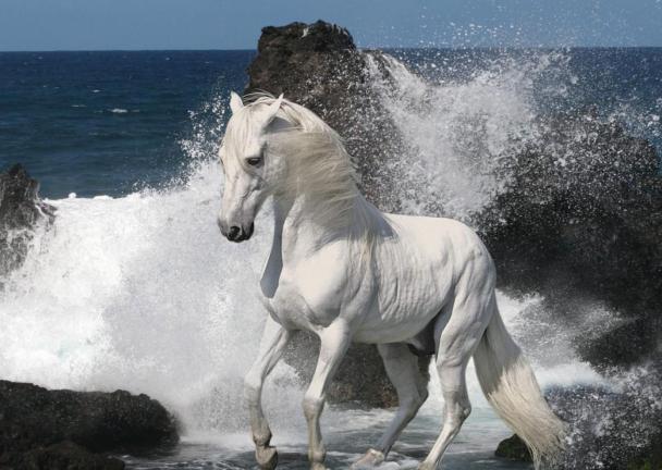 арапски коњ Прице
