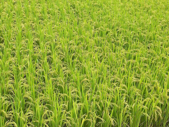 riža arborio Cijena