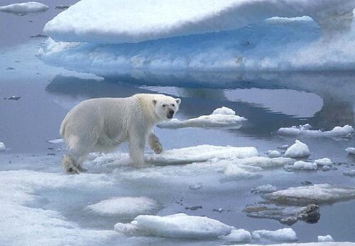 дивата природа на Арктика