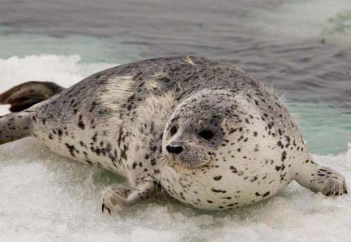 jakie zwierzęta żyją w Arktyce