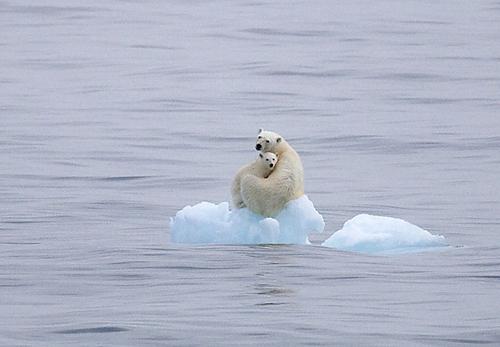 arktický tuleň zvíře