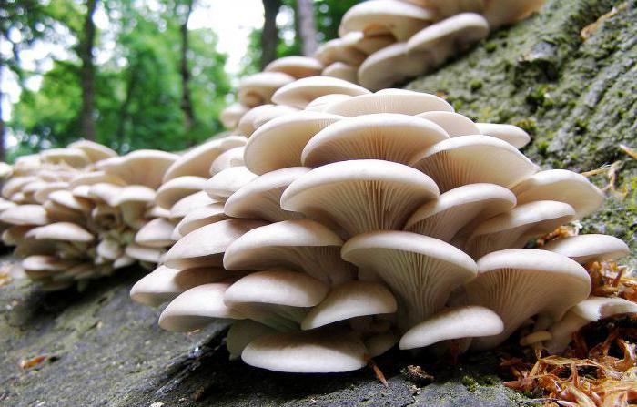 i funghi sono animali o piante