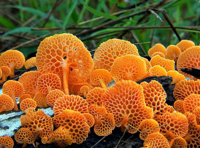 il ruolo dei funghi in natura