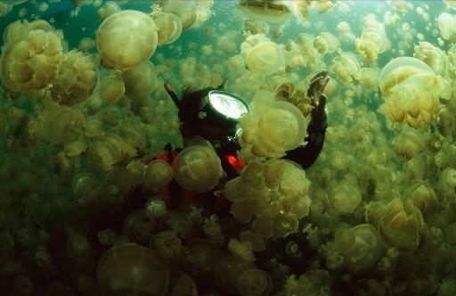 medúzy černého moře