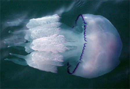 medúzy v Černém moři jsou nebezpečné nebo ne