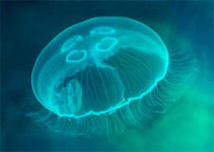 kdy se objevují medúzy v Černém moři