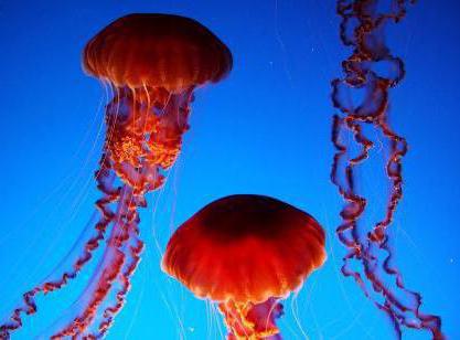 žućkasta meduza crno more
