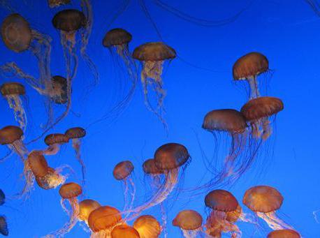 sono meduse pericolose nel Mar Nero