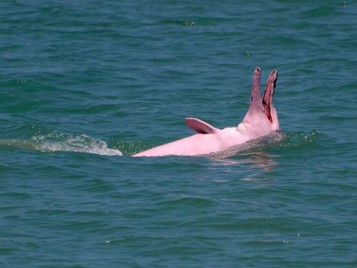 Dove vive il delfino rosa?