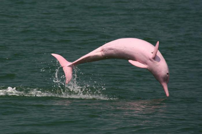 delfini rosa amazzonica